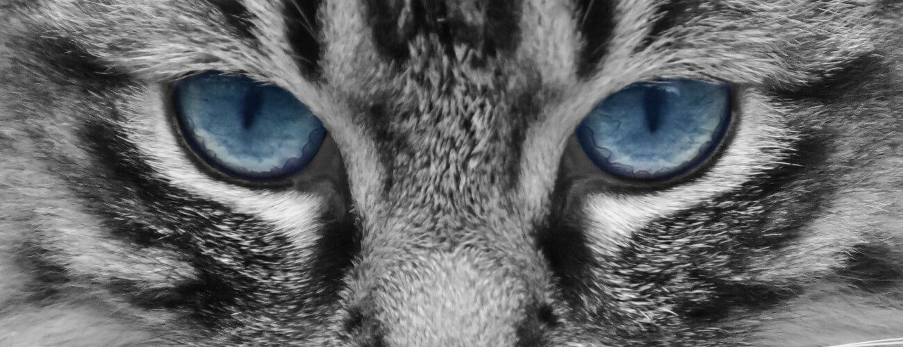 (Bild für) Optimiert für alle Geräte